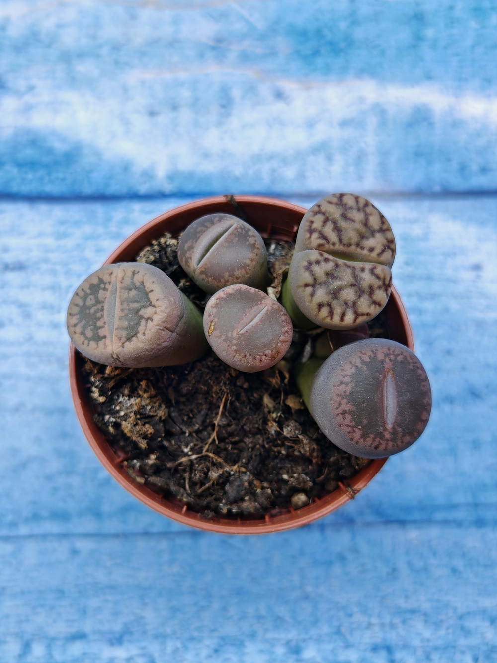 Lithops sp. (Литопсы)