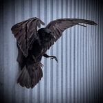 Чучело ворона