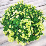 Эуфорбия Миля карликовая NAB THONG