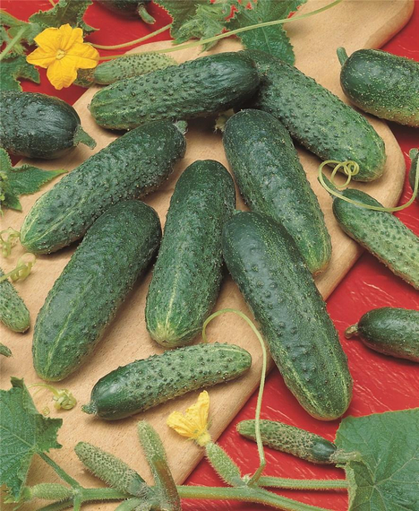 АСТЕРИКС_F1_семена_огурца_Bejo_семена_огурца.jpg – фото 1