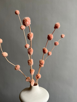 Гомфрена шаровидная стабилизированная розовая