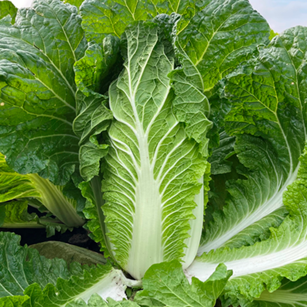 Маррио F1 семена капусты пекинской (Syngenta / Сингента)