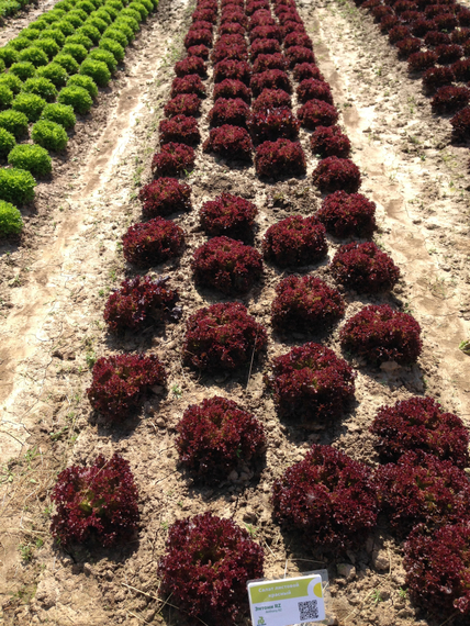 Энтони семена салата лолло росса (Rijk Zwaan / Райк Цваан) культура – фото 3