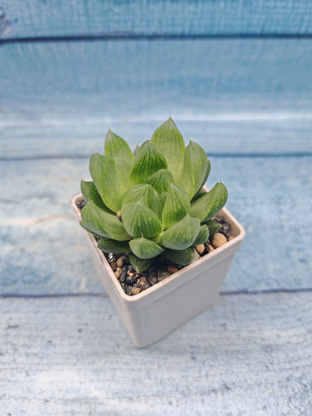 Haworthia Cymbiformis (Хавортия Ладьевидная)
