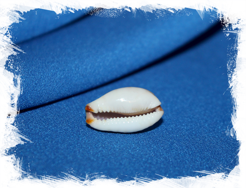 Ципрея ганграноса реентсии (Cypraea gangranosa reentsii)