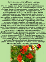 Бугенвиллия Скарлет Глори Оранж