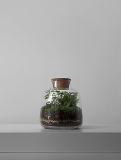 Экосистема Vase
