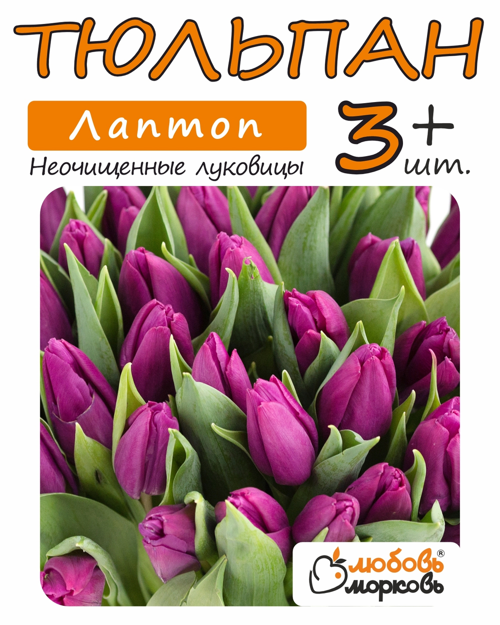 Тюльпан Луковица, Лаптоп, 3+ шт