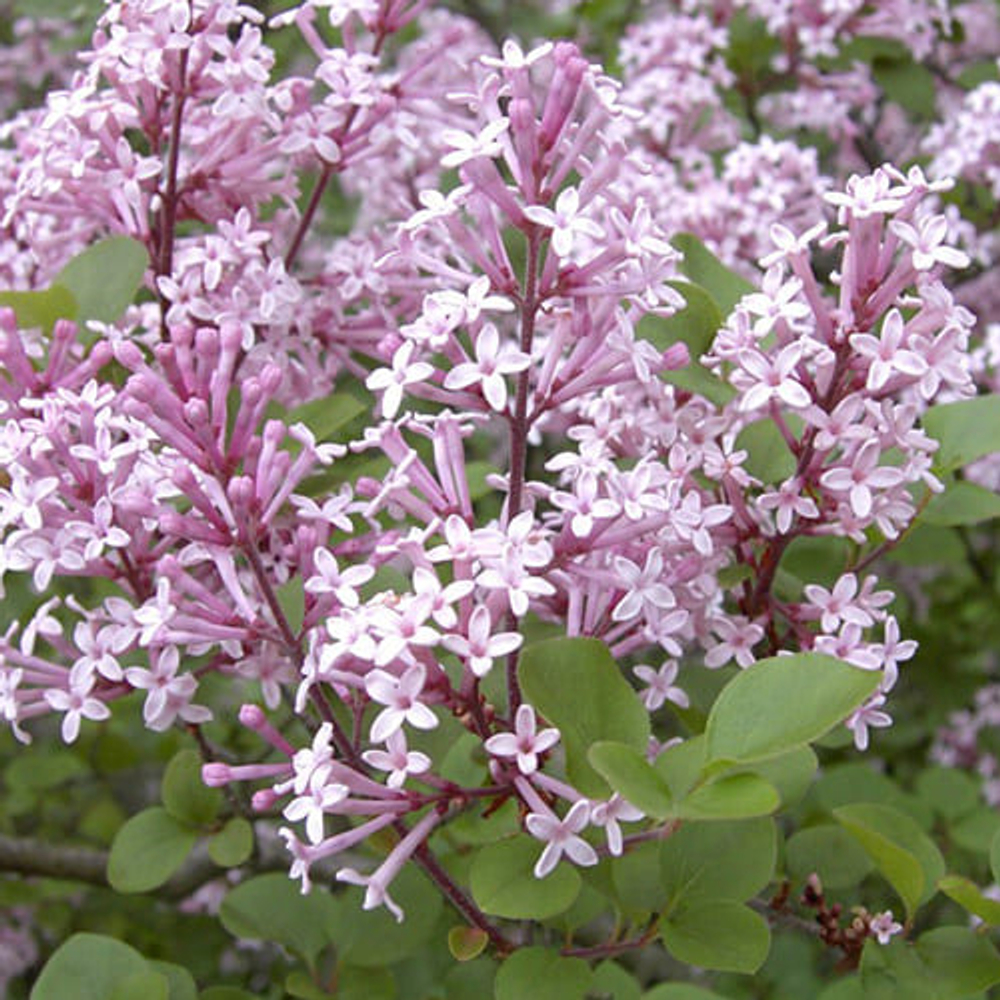 Сирень Мейера Палибин С2 20-25