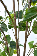 Береза 120см (тёмный ствол)