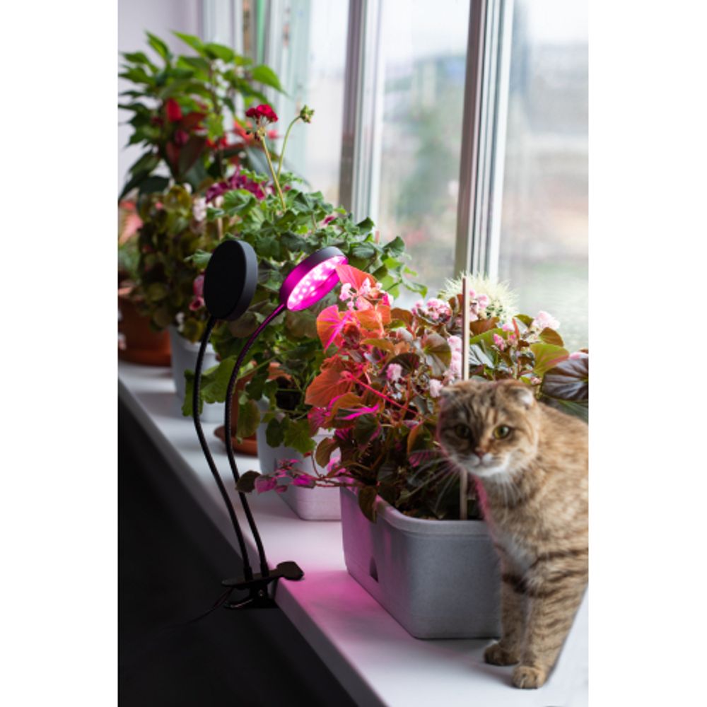 Светильник для растений на прищепке ЭРА FITO-20W-АLED-R красно-синего спектра 20 Вт черный | Интерьерные фито светильники