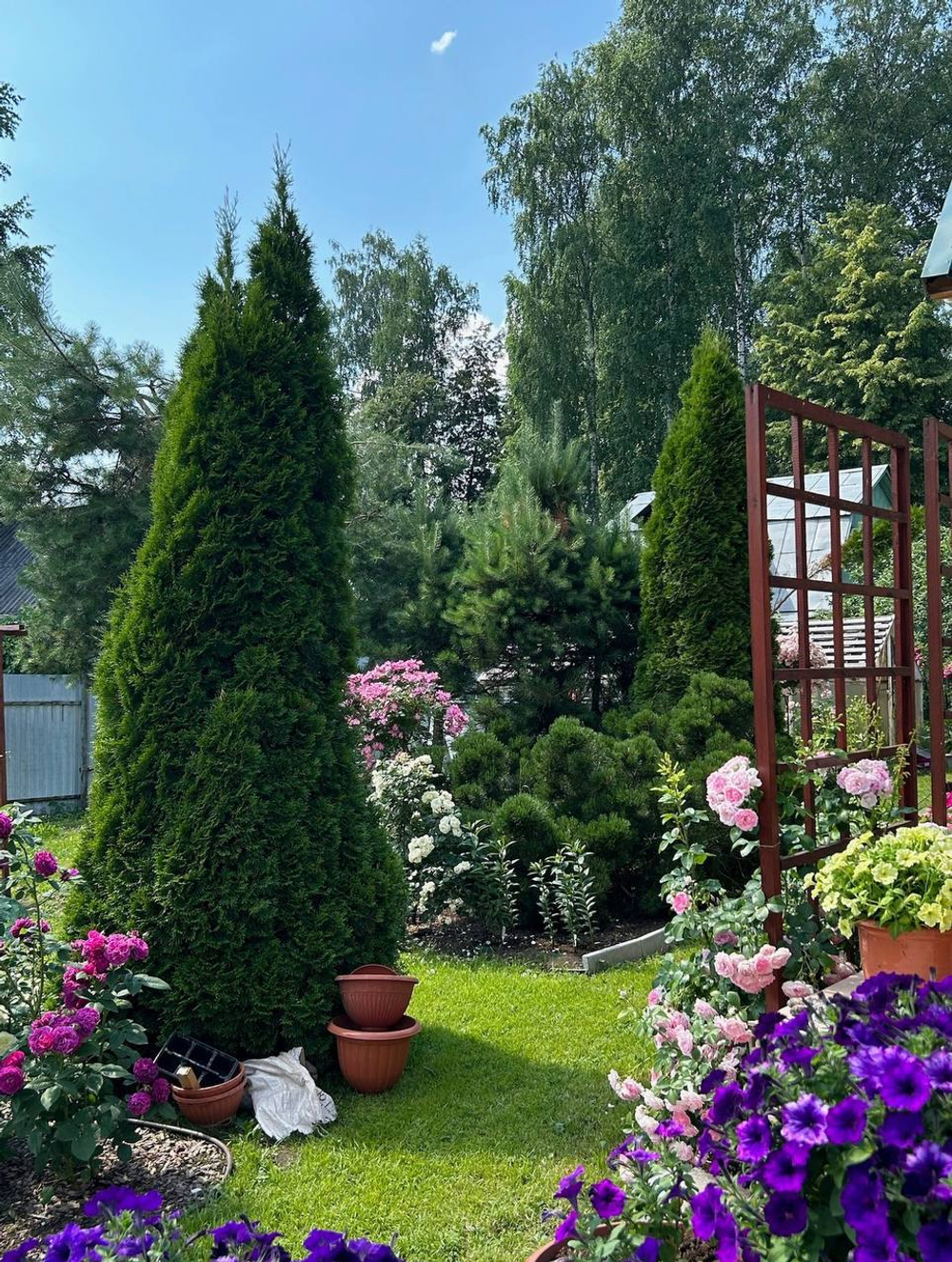 Туя западная Смарагд С3 80-100 см Закупка М54 май/июнь 2026