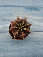 Gymnocalycium Friedrichii (Гимнокалициум)