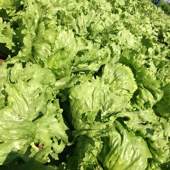 Диамантинас семена салата айсберг (Rijk Zwaan /ALEXAGRO) культура – фото 11