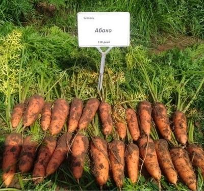 Абако F1 семена моркови курода/шантане (Seminis / Семинис)