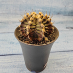 Gymnocalycium T-Rex hybride (Гимнокалициум T-rex)