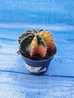 Gymnocalycium Variegata (Гимнокалициум Вариегатный)