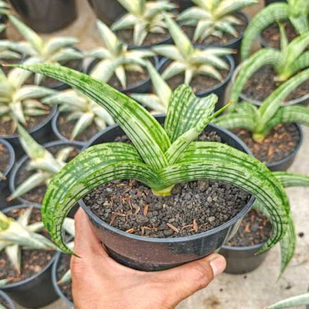 Сансевиерия WATERMELON s.M