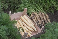 ВАЙТ САТИН F1 семена моркови цветной (Bejo | Alexagro)