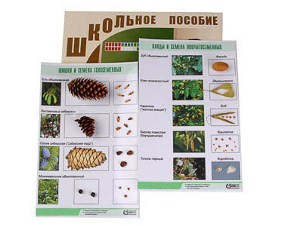 Коллекция &amp;#34;Шишки, плоды, семена деревьев и кустарников&amp;#34;