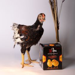 Инфракрасная лампа ЭРА CeramiHeat FITO-100W-НQ керамическая для брудера, рептилий 100 Вт Е27