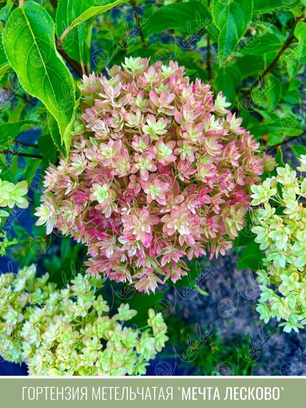 Гортензия Мечта Лесково Р9 Закупка М40 конец апреля 2026