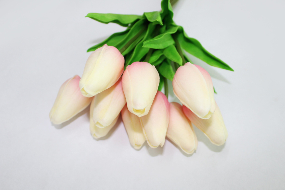 Тюльпан латексный