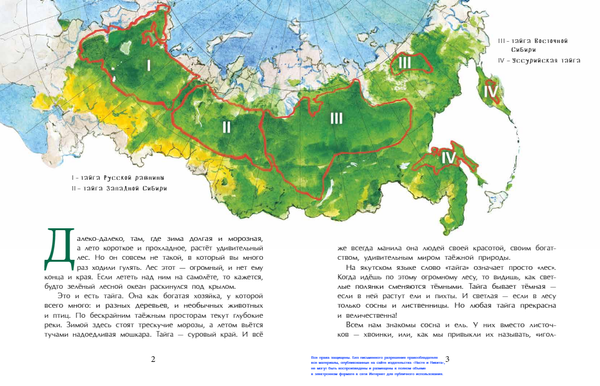 Тайга. Удивительный лес
