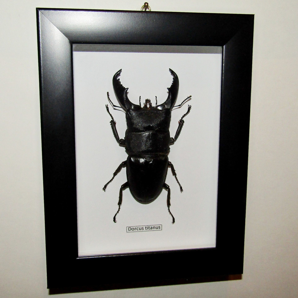 Жук-Рогач Dorcus titanus