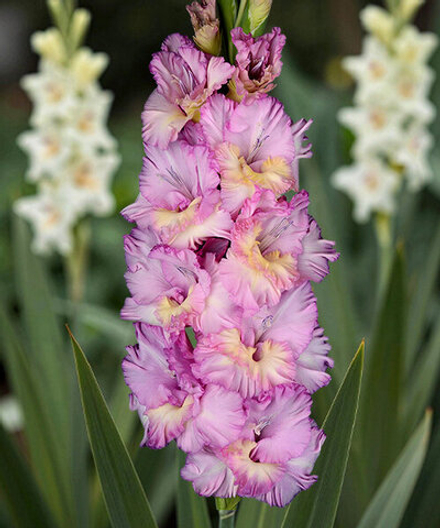 Гладиолус На Сиреневой Луне (5 шт) Волжский Сад