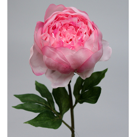 Пион розовый