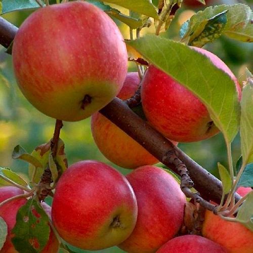 Саженцы: дополнительные сорта (без приема заявок)