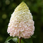 Гортензия метельчатая "Living Royal Flower"