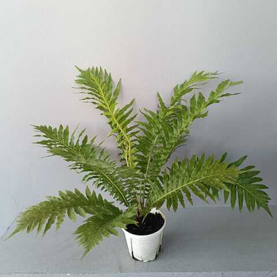 Блехнум Гиббум