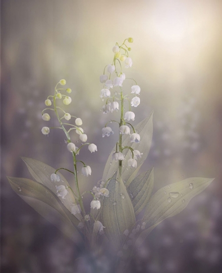 FARNESOL SYNTHETIQUE / ФАРНЕЗОЛ СИТЕТИЧЕСКИЙ CAS 4602-84-0