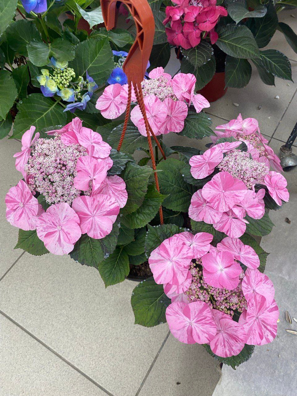 Confetti Guepard/ Конфетти Гепард (Стандарт поставки Р9)2025г.