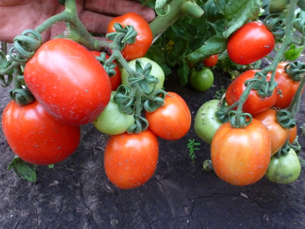 Помидоры Эталон