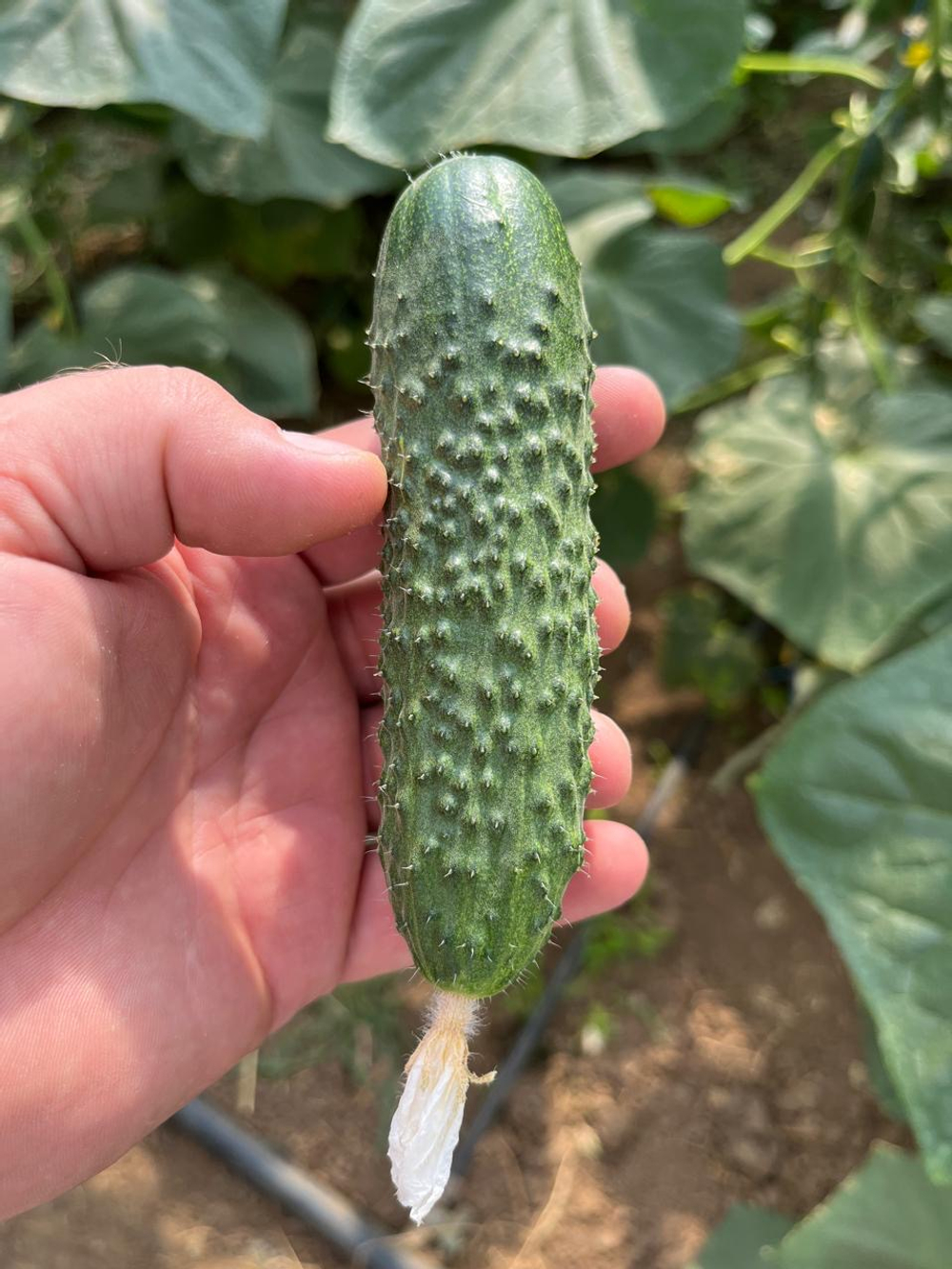 Вятич F1 семена огурца партенокарпического ( Yuksel Tohum / )