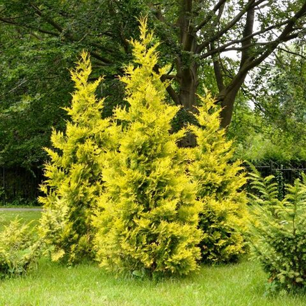 Туя западная Golden Brabant
