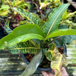 Кротон LAI PHAT KHLONG
