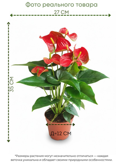 Антуриум Red Spots д.12