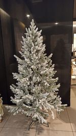 Ель Заснеженная «Нордман» (Литая хвоя) 210 см / 2.1 м