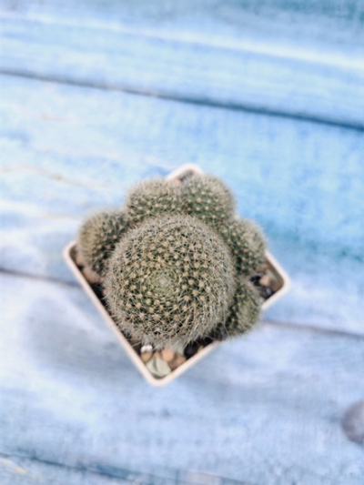 Rebutia Sunrise (Ребуция)