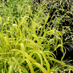 Бор развесистый "Aurea". Milium effusum "Aurea".