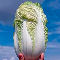 ДЖЕНКИ F1 семена капусты пекинской (Sakata | Саката)