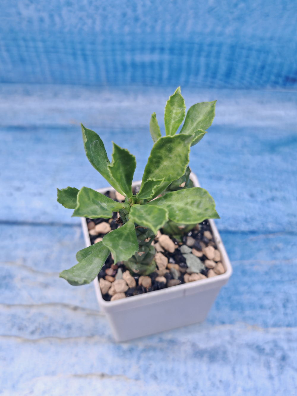 Monadenium Stapelioides (Монадемиум)