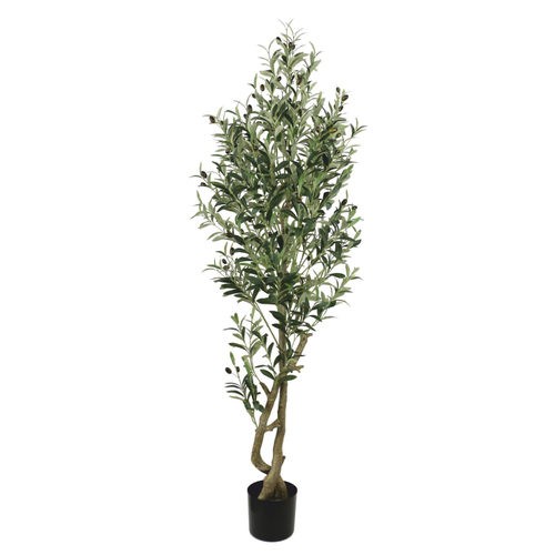 Олива 172 см.