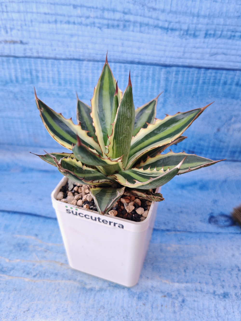 Agave Americana Mediopicta (Агава)
