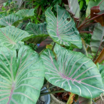 Колоказия LAVA LISA