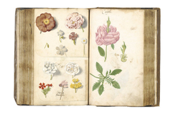 Botanical Sketchbooks